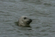 Grey Seal